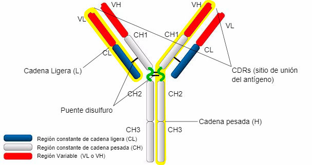 Tipos y estructura de IgG