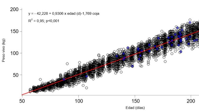 Gráfica 1. Evolución del peso vivo y la edad de las nulíparas cojas (azul) y no cojas (negro)