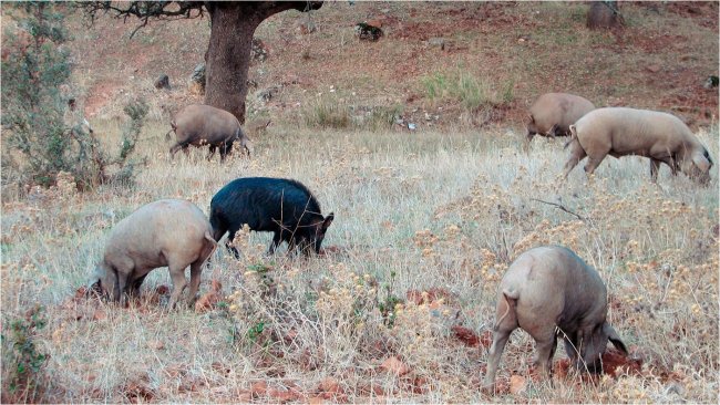 El contacto con jabalíes es más probable en producciones al aire libre, pero algunos patógenos, como los virus de la enfermedad de Aujeszky o de la peste porcina clásica pueden llegar a alcanzar a los cerdos alojados en naves.