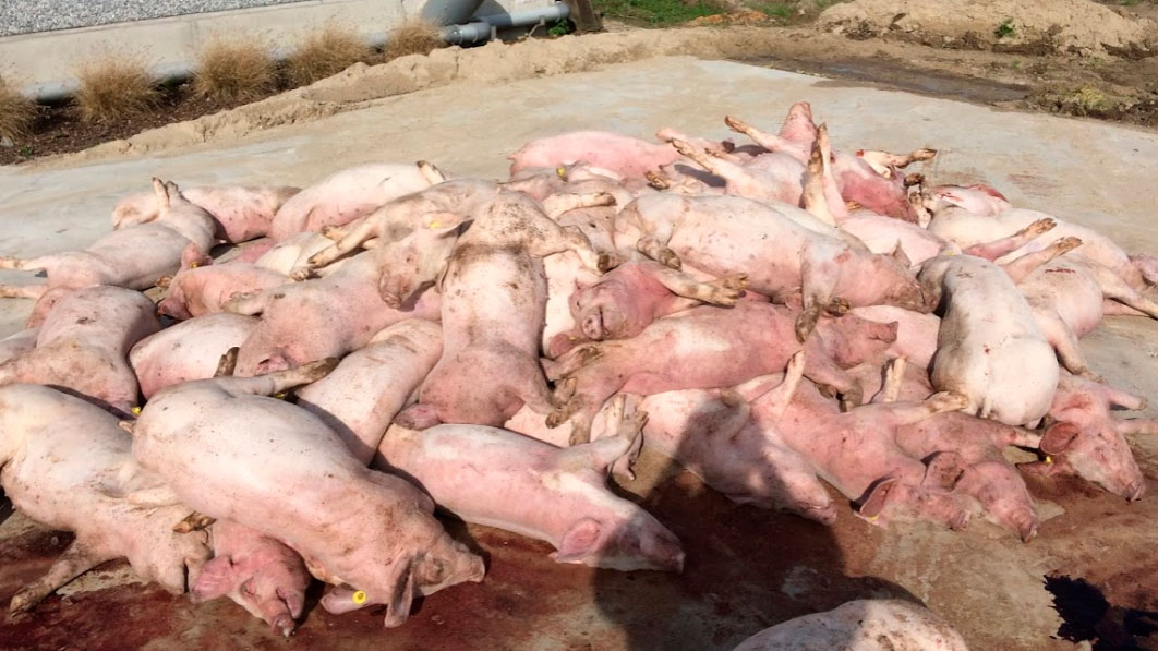 <p>Figura 3: Primera imagen al llegar a la granja: pila de cerdos muertos frente a la nave. Coloraci&oacute;n llamativa de las extremidades de los cerdos.</p>
