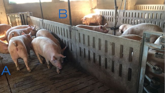 Foto 2. Corral para entrenar a las primerizas para entrar y salir de la estaci&oacute;n de alimentaci&oacute;n. El lado A s&oacute;lo tiene bebederos y en el B est&aacute; el comedero. Para animar a que las cerdas pasen de un lado a otro, el pienso se coloca de un lado (B) y en el lado A s&oacute;lo hay bebederos.
