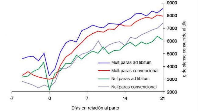 Gr&aacute;fica 6. Consumo de pienso en lactaci&oacute;n de cerdas alimentadas ad libitum y o con un programa convencional en el periparto

