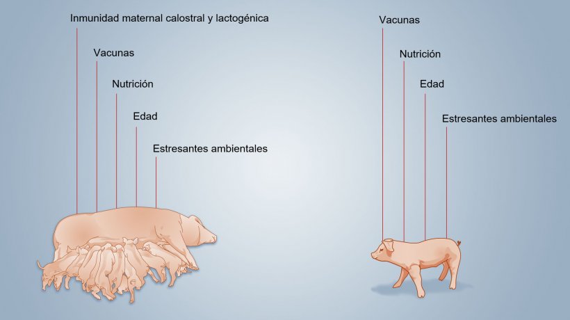 Figura 2. Factores que influyen sobre el desarrollo de la inmunidad neonatal.
