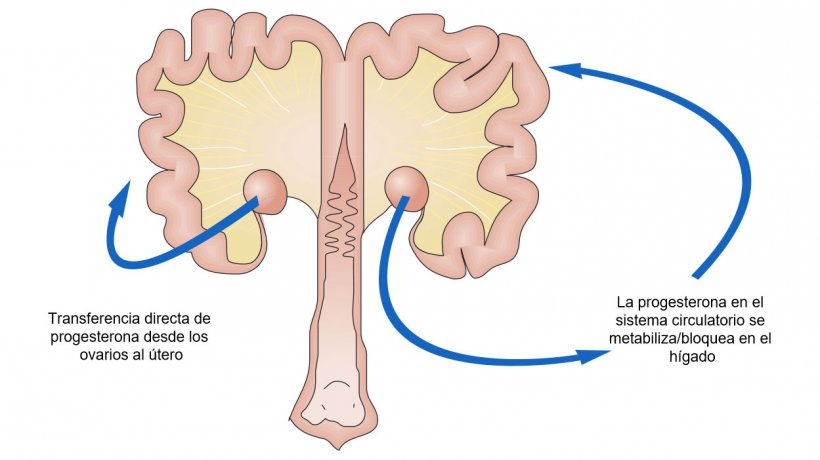 Imagen 1. Esquema del paso de progesterona desde el ovario.