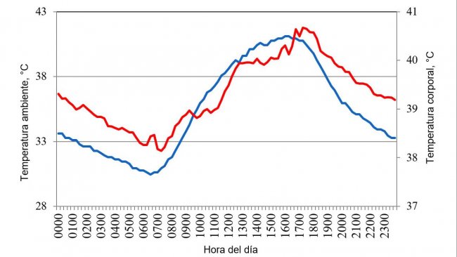 Figura 1. Variaciones en la temperatura corporal (rojo) de cerdos alojados en condiciones de estr&eacute;s por calor, en respuesta a cambios en la temperatura ambiente (azul) durante un d&iacute;a t&iacute;pico del verano del a&ntilde;o 2015 en el valle de Mexicali (Cervantes et al., 2017).
