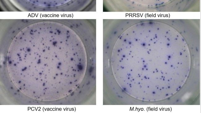 Figura 1. Respuesta IFN-&gamma; ELISPOT ant&iacute;geno-espec&iacute;fica en PBMC frente a pat&oacute;genos porcinos. ADV: Virus de la enfermedad de Aujeszky; PRRSv: Virus del S&iacute;ndrome Reproductivo y Respiratorio Porcino; PCV2: circovirus porcino tipo 2; M.hyo.: Mycoplasma hyopneumoniae. Cada punto est&aacute; causado por la secreci&oacute;n de IFN-&gamma; por los linfocitos T de memoria/efectores&nbsp;reactivados. Entre par&eacute;ntesis se indica el pat&oacute;geno utilizado para reactivar las c&eacute;lulas en los pocillos.
