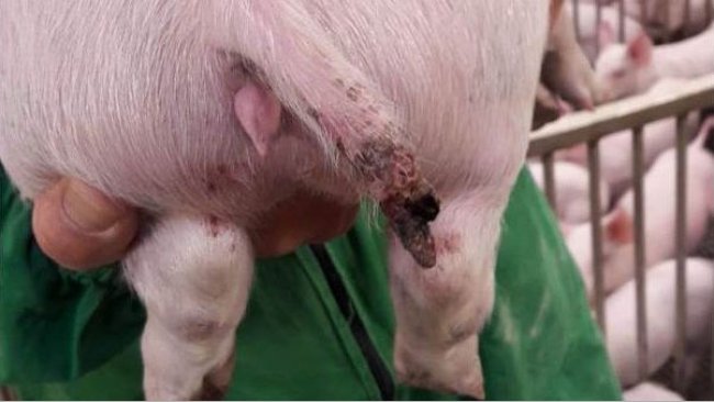 Figura 1. Una lesi&oacute;n grave en un cerdo de casi 15 kg en la que incluso se produjo la p&eacute;rdida de una parte de la cola.
