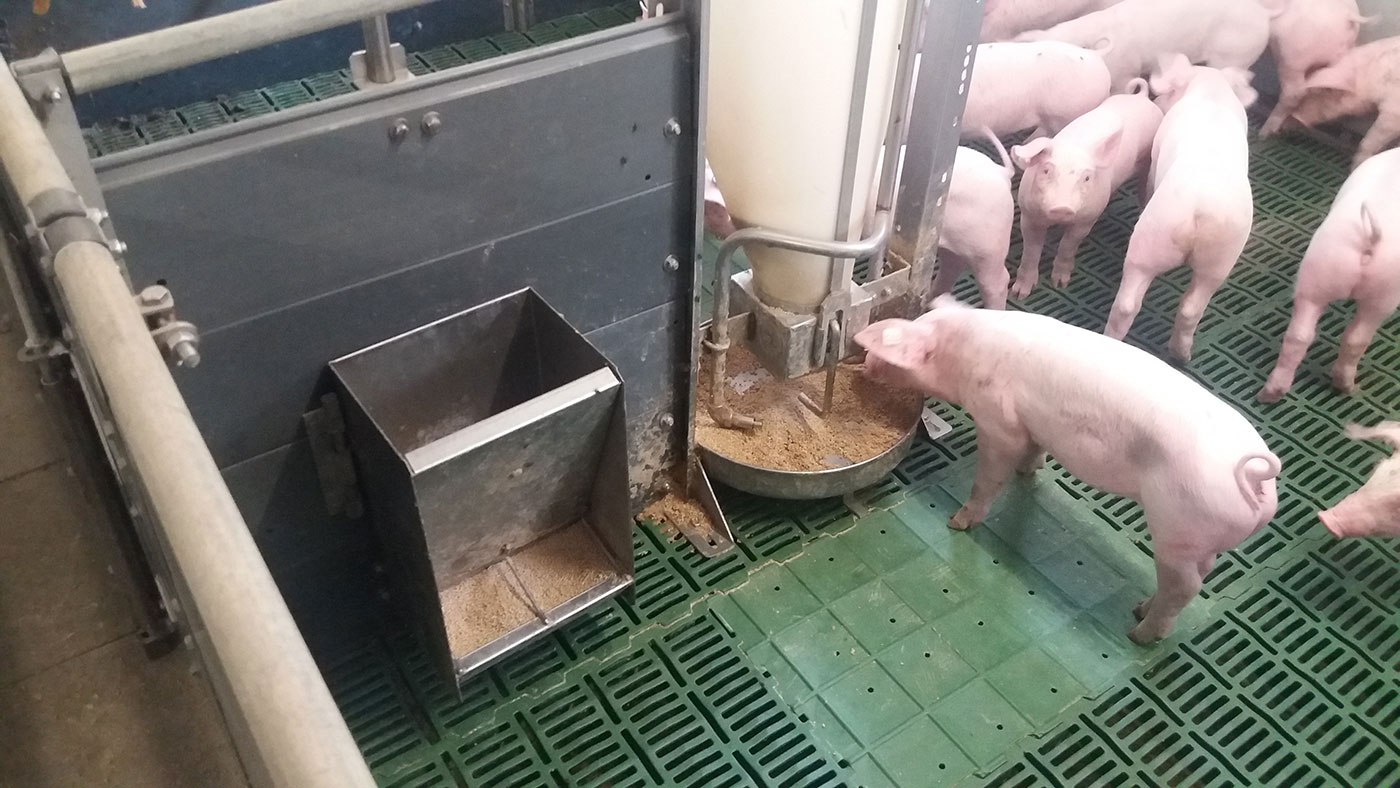 Cerdos con colas intactas en una transición que utiliza pienso con partículas grandes de cereales