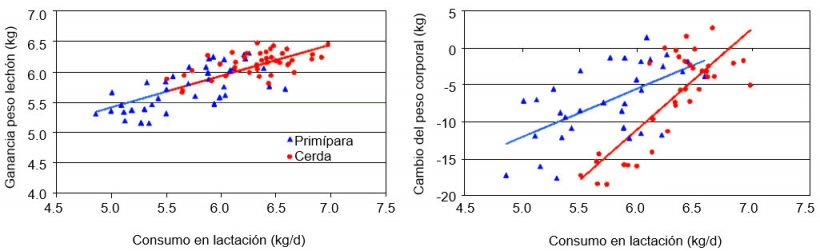 Ilustraci&oacute;n 4. Por cada kg m&aacute;s consumido por la cerda en lactaci&oacute;n aumenta el peso de los lechones en m&aacute;s de 0,5 kg y se reduce en m&aacute;s de 13 kg la p&eacute;rdida de peso en mult&iacute;paras (Cerdas) y m&aacute;s de 6 kg en prim&iacute;paras. (NS Ferguson, 2010)
