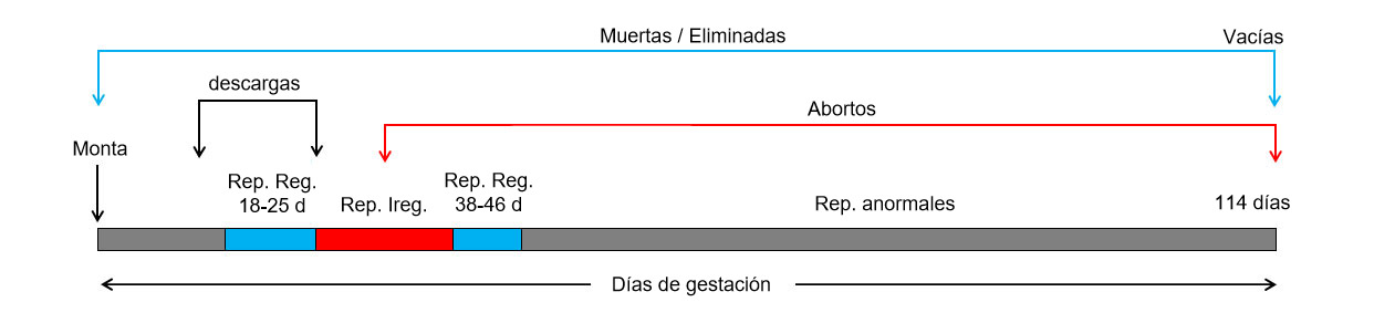 Gráfico 1: Días de gestación de la cerda y posibles pérdidas de cubrición a parto.