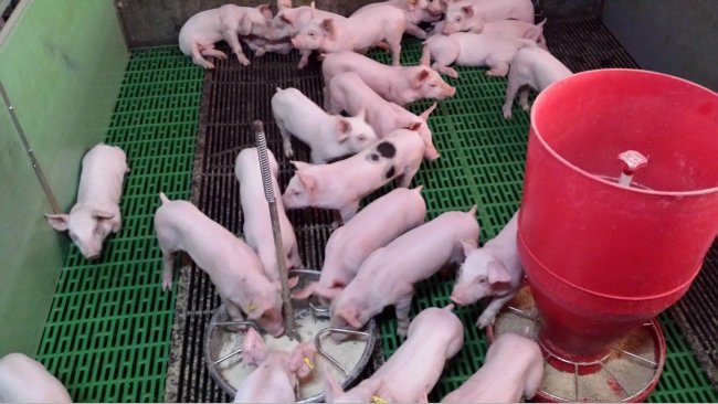 Foto 2. En maternidad el lech&oacute;n come casi una vez por hora, y come siempre a la vez que comen el resto de los lechones de la camada.

Al destete, es muy importante proporcionar plat&oacute;s adicionales que permitan al lech&oacute;n mantener ese patr&oacute;n de comida &ldquo;en compa&ntilde;&iacute;a&rdquo;. Adicionalmente los platos con agua y pienso facilitan el aprendizaje.
