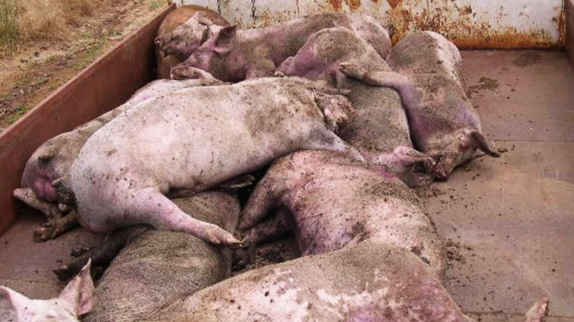 Fotograf&iacute;a 3. Numerosos cerdos muertos y moribundos en la explotaci&oacute;n afectada.
