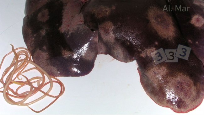Manchas blancas en hígado por Ascaris suum.