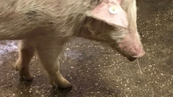 Imagen 1. Mucosidad nasal + fiebre &ndash; Gripe porcina.
