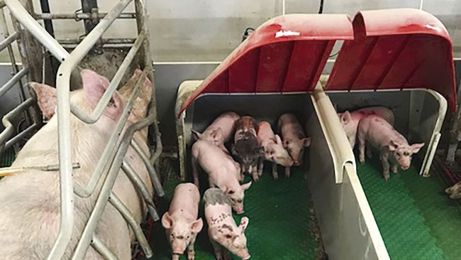 Instalaciones de maternidad en Francia. Foto: I-TEK.