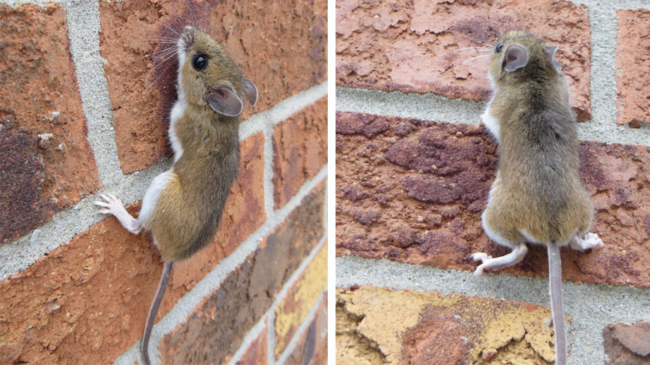 Ejemplo de una raton trepando una pared