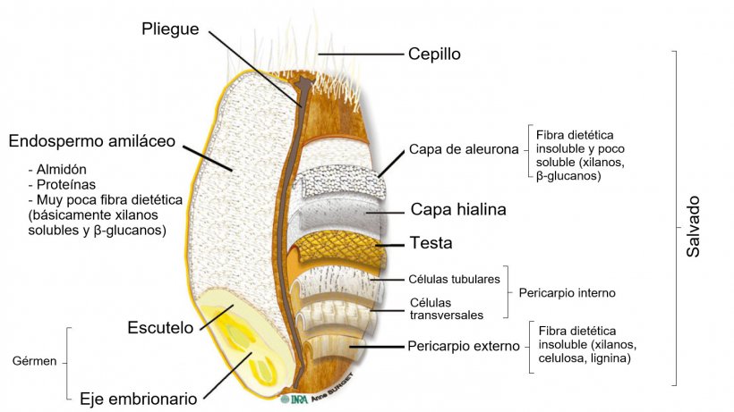 Figura 2.&nbsp;Corte transversal de un grano de trigo integral con la ubicaci&oacute;n de sus partes. Adaptado por Knudsen (2014) de Surget y Barron (2005).
