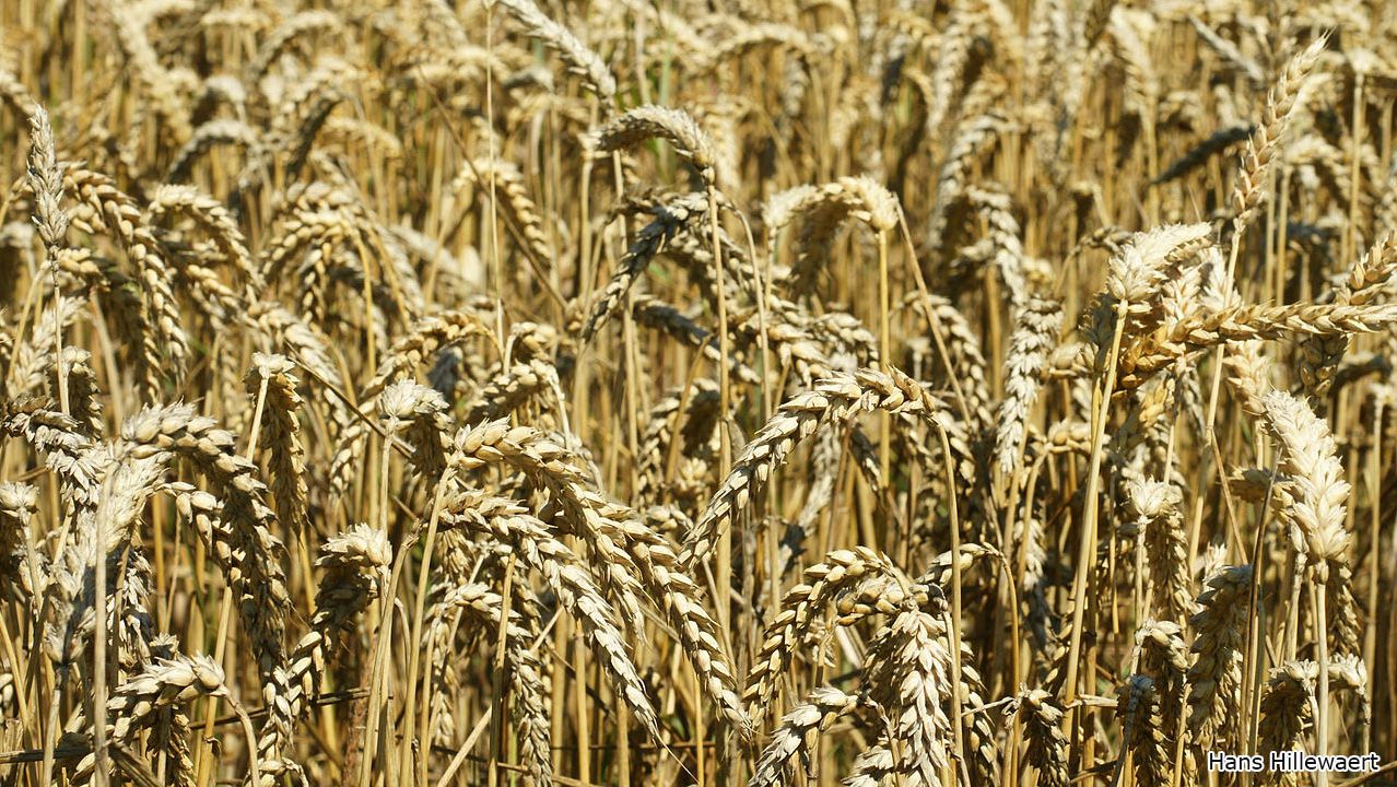 Campo de trigo en Oostburg, Pa&iacute;ses Bajos. Foto de Hans Hillewaert.
