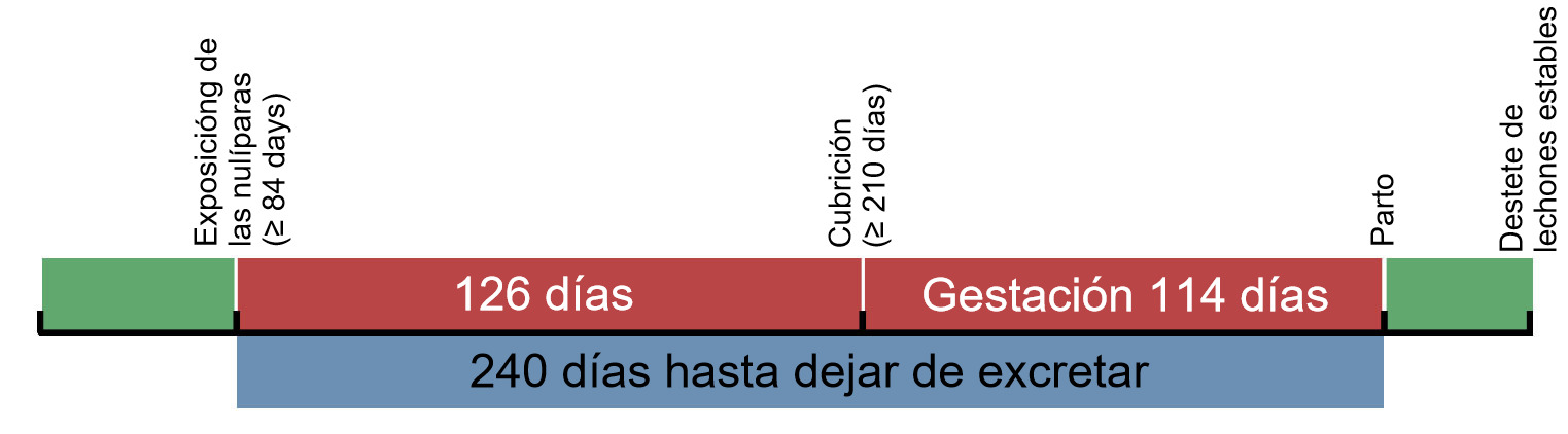 Cronograma de la exposición de las cerdas de reposición