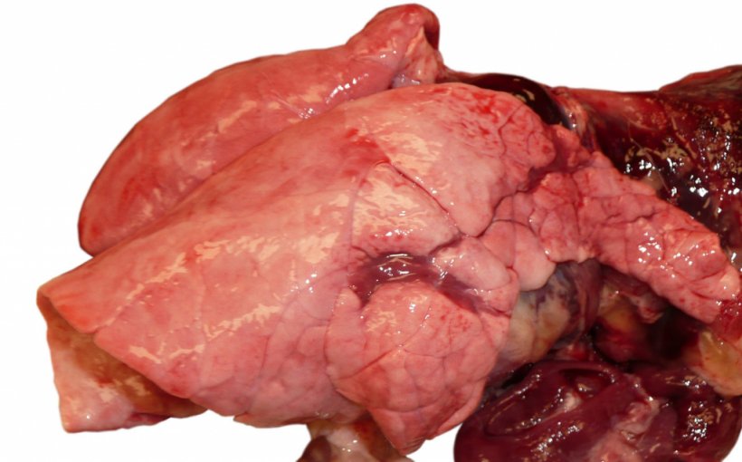 Foto 1. Neumon&iacute;a v&iacute;rica debido a una infecci&oacute;n por influenza en un cerdo en crecimiento.
