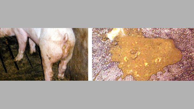 Diarrea en primerizas