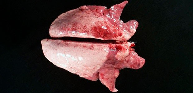 Foto 2. La consolidaci&oacute;n cr&aacute;neo-ventral del pulm&oacute;n puede verse en casos de&nbsp;Mycoplasma hyopneumoniae.
