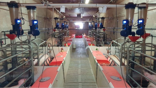 Imagen 1. Comederos electr&oacute;nicos en maternidad instalados en la granja comercial (Centro de Experimentaci&oacute;n Porcino, Aguilafuente, Segovia) donde se realiz&oacute; el estudio.
