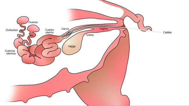 Imagen 1. En la inseminaci&oacute;n artificial postcervial el semen se deposita en el cuerpo del &uacute;tero, despu&eacute;s del c&eacute;rvix.
