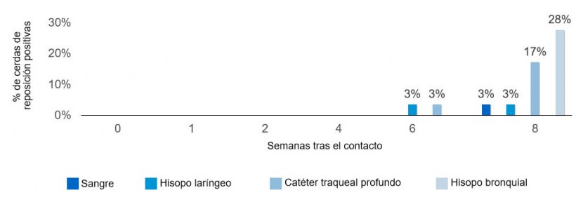 Figura 2. Proporci&oacute;n de primerizas positivas por contacto de Mycoplasma hyopneumoniae seg&uacute;n el tipo de muestra y el tiempo tras el contacto con una primeriza infecciosa.
