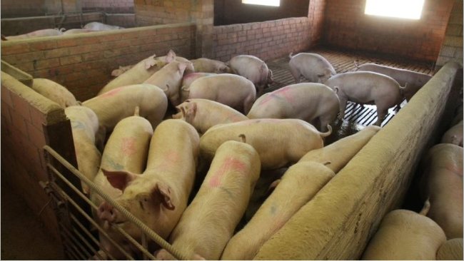 Foto 1. La ubicación de los corrales puede tener un impacto en el rendimiento de los cerdos.