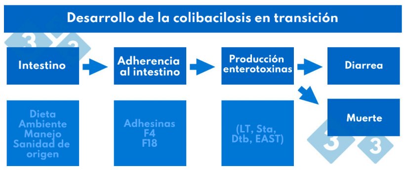 Cuadro 2. Desarrollo de la colibacilosis en transición.