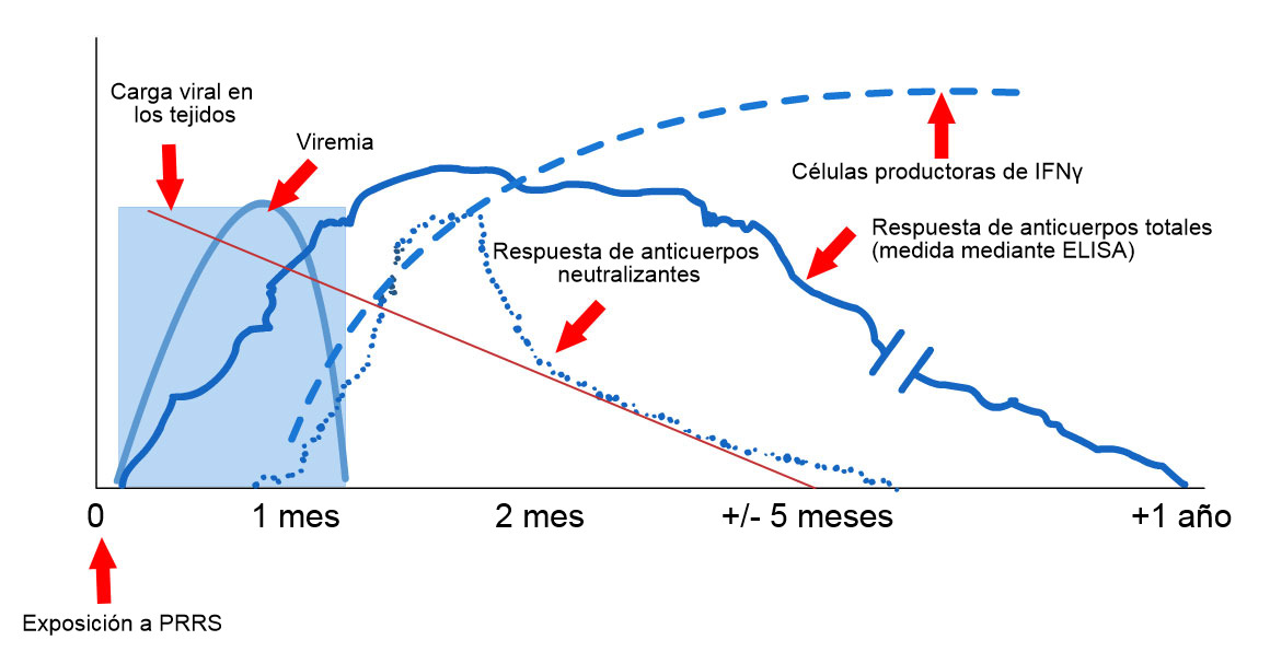 <p>Esquema de detecci&oacute;n de virus y anticuerpos despu&eacute;s de la exposici&oacute;n al PRRS: El siguiente gr&aacute;fico muestra los cambios en la concentraci&oacute;n (eje Y) a lo largo del tiempo (eje X) de los diferentes analitos utilizados en los ensayos. Despu&eacute;s de la exposici&oacute;n al virus del PRRS, aparece virus en la sangre (viremia) que suele durar entre 2 y 4 semanas, dependiendo de la edad y el estado inmunol&oacute;gico del cerdo. La seroconversi&oacute;n (detecci&oacute;n de anticuerpos) suele ocurrir entre 7 y 10 d&iacute;as despu&eacute;s de la exposici&oacute;n y dura varios meses antes de volverse seronegativa. Los anticuerpos neutralizantes aparecen entre 4 y 6 semanas despu&eacute;s de la exposici&oacute;n (L&oacute;pez y Osorio, 2004).</p>
