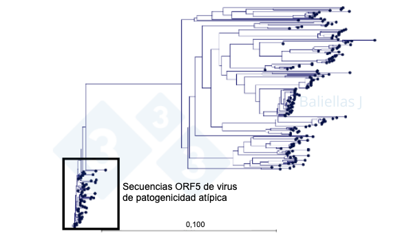 Figura 1: &Aacute;rbol filogen&eacute;tico con el hist&oacute;rico de secuencias ORF5 detectadas en una regi&oacute;n en el transcurso de 4 a&ntilde;os.

