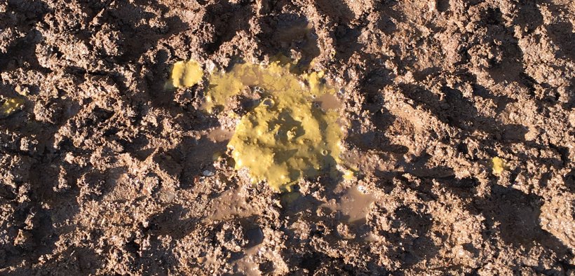 Figura 5. Diarrea amarillo-verdosa.