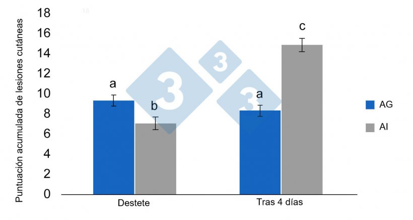 Figura 3. Medias de m&iacute;nimos cuadrados y errores est&aacute;ndar de la puntuaci&oacute;n de lesiones acumuladas en lechones destetados previamente alojados en AG pre-destete (alojamiento grupal) o en AI (alojamiento individual). Las diferencias significativas se indican con letras diferentes (p &lt;0,05) (de Schrey et al., 2019).

