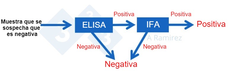 <p>Figura 2. Diagrama que demuestra el uso de PPA IFA como prueba confirmatoria para muestras que salen inesperadamente positivas a PPA&nbsp;mediante ELISA.&nbsp;Una muestra presuntamente negativa que da un resultado negativo en ELISA se considera negativa. Si esta muestra da inesperadamente un resultado positivo, entonces se puede realizar una PPA IFA como prueba confirmatoria. Es decir, si la prueba IFA es positiva, se confirma que la muestra es positiva. Si la prueba de IFA es negativa, asumiremos que fue un falso positivo&nbsp;siempre que la PCR tambi&eacute;n sea negativa para confirmar que no hay infecci&oacute;n reciente.</p>
