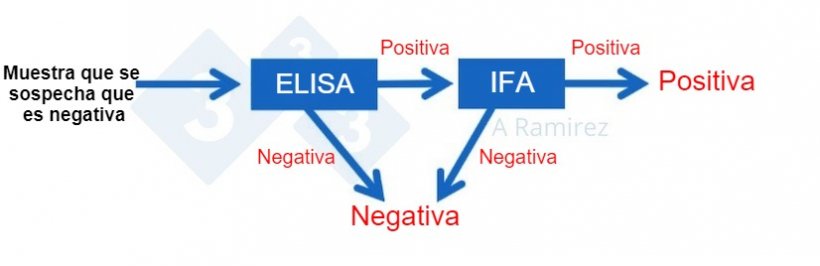 Figura 2. Diagrama que demuestra el uso de PPA IFA como prueba confirmatoria para muestras que salen inesperadamente positivas a PPA&nbsp;mediante ELISA.&nbsp;Una muestra presuntamente negativa que da un resultado negativo en ELISA se considera negativa. Si esta muestra da inesperadamente un resultado positivo, entonces se puede realizar una PPA IFA como prueba confirmatoria. Es decir, si la prueba IFA es positiva, se confirma que la muestra es positiva. Si la prueba de IFA es negativa, asumiremos que fue un falso positivo&nbsp;siempre que la PCR tambi&eacute;n sea negativa para confirmar que no hay infecci&oacute;n reciente.
