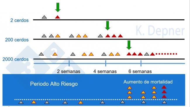 Figura 1. Periodo de alto riesgo y tama&ntilde;o de la granja​. En las peque&ntilde;as suele ser m&aacute;s f&aacute;cil la detecci&oacute;n temprana de PPA debido al reducido n&uacute;mero de animales, mientras que en las grandes los primeros animales enfermos o muertos pueden pasar desapercibidos.

