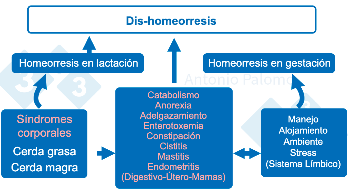 Figura 1. Trastornos metab&oacute;licos en las reproductoras. Patofisiolog&iacute;a del post-parto, 2015. (Palomo, 2015).
