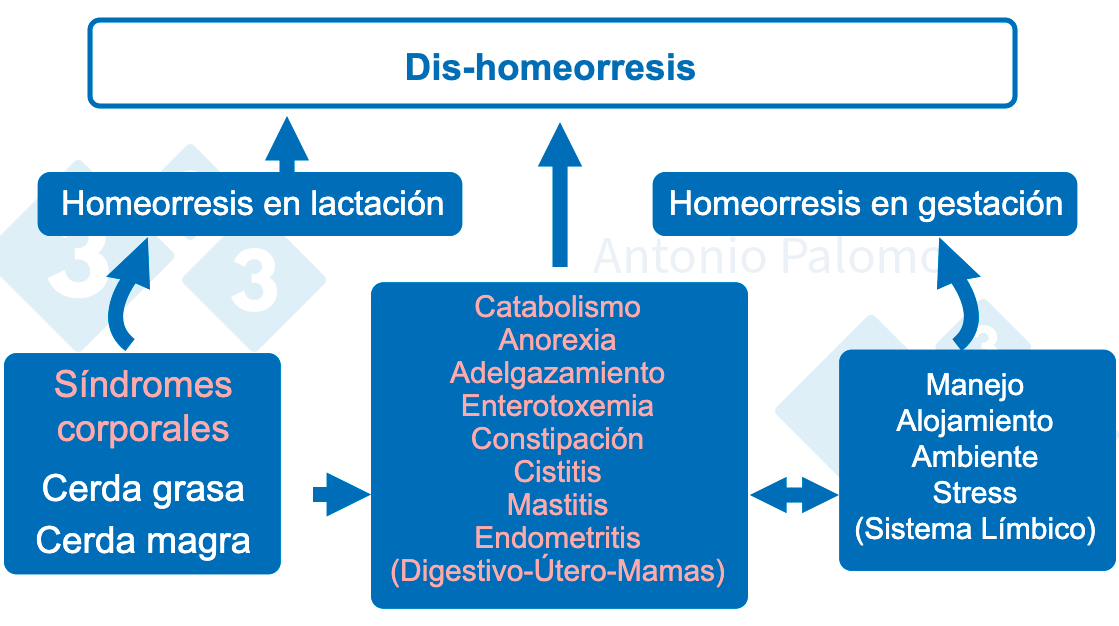 Figura 1. Trastornos metab&oacute;licos en las reproductoras. Patofisiolog&iacute;a del post-parto, 2015. (Palomo, 2015).
