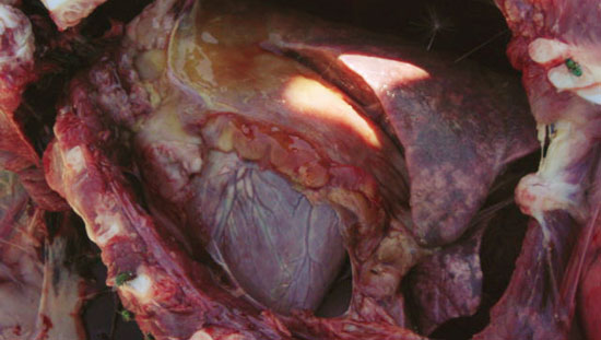 Pleuropneumonía en los lóbulos diafragmáticos y pericarditis