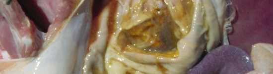 Úlceras bastante desarrolladas