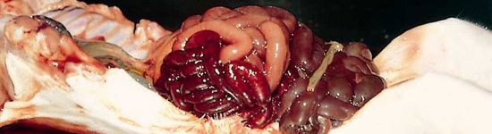 Enteritis hemorrágica