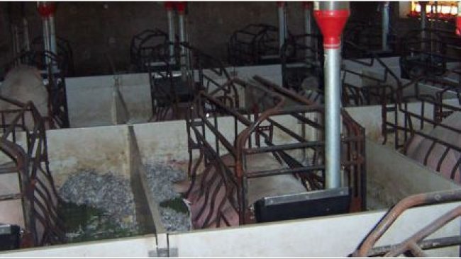 Cebo reconvertido en parideras