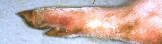 Extremidades enrojecidas