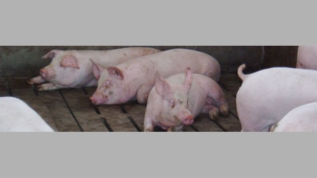 Cerdos de engorde
