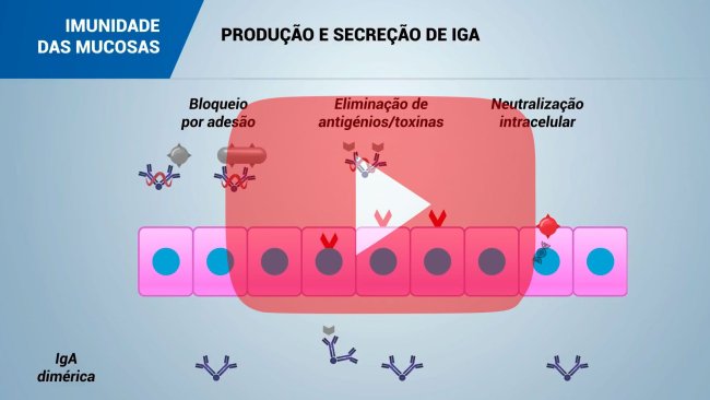 Imunidade das mucosas