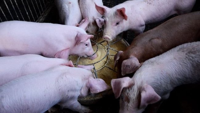 Os probióticos podem modular melhor a microbiota de um animal jovem do que a de um suíno adulto.