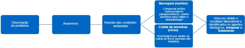 Figura 1. Esta &aacute;rvore de decis&atilde;o determina as etapas a serem seguidas para fazer um diagn&oacute;stico preciso e um tratamento correto. *O tipo de les&atilde;o pode nos dar informa&ccedil;&otilde;es sobre qual &eacute; o agente infeccioso.
