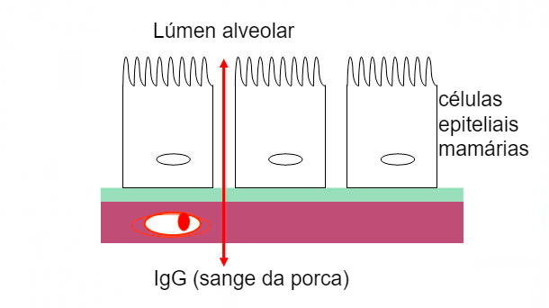 Figura 2. Ilustra&ccedil;&atilde;o esquem&aacute;tica das jun&ccedil;&otilde;es herm&eacute;ticas da gl&acirc;ndula mam&aacute;ria durante a fase de colostro.
